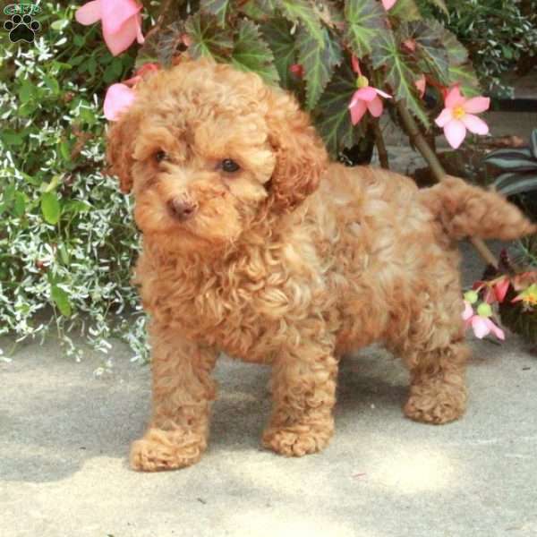 Rita, Cockapoo Puppy