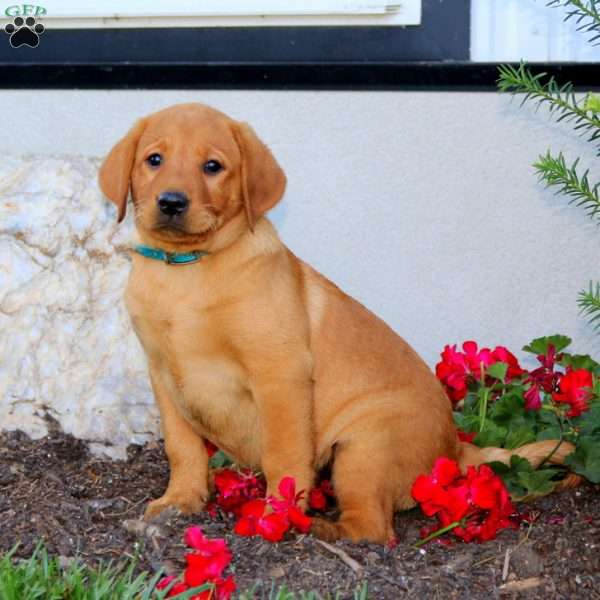 Rita, Fox Red Labrador Retriever Puppy