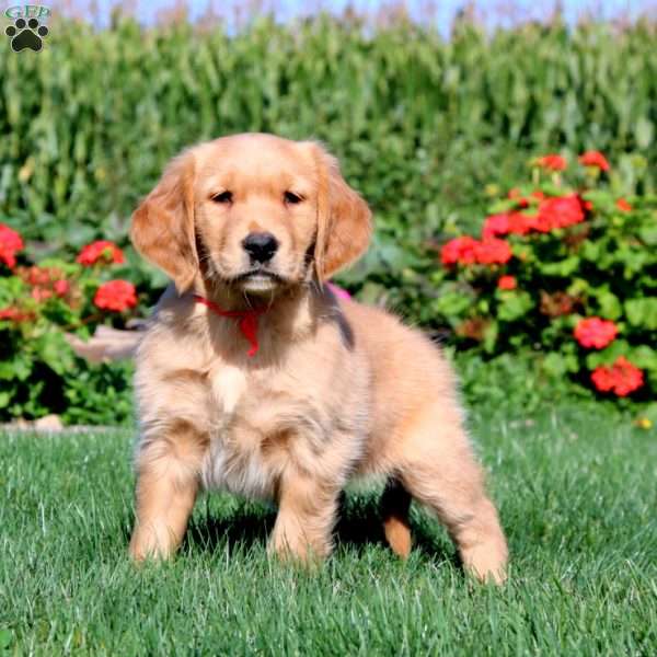 Rita, Golden Retriever Puppy