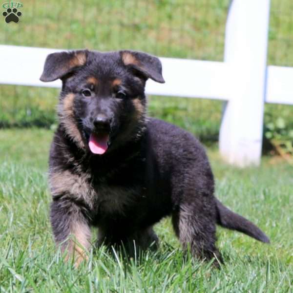 Rita, German Shepherd Puppy