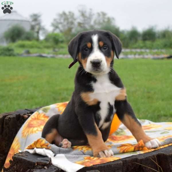 River, Greater Swiss Mountain Dog Puppy