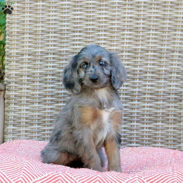 River, Mini Aussiedoodle Puppy