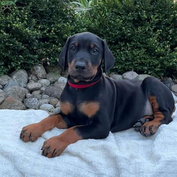 River, Doberman Pinscher Puppy