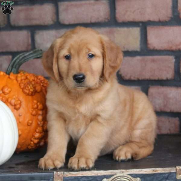 Rob, Golden Retriever Puppy