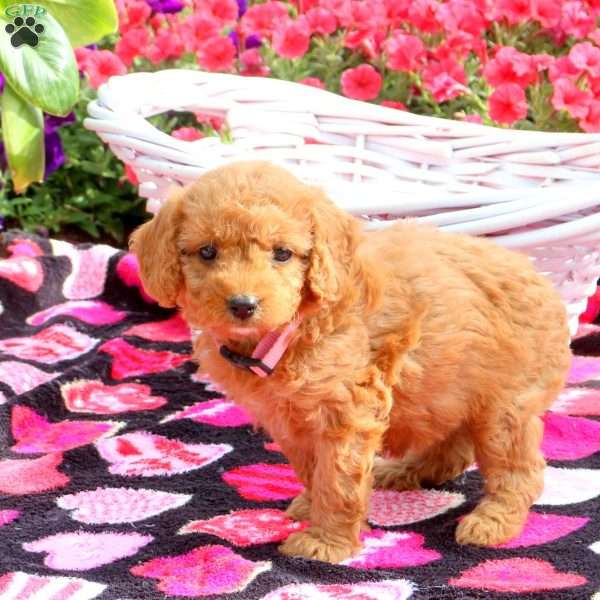 Robin, Mini Goldendoodle Puppy