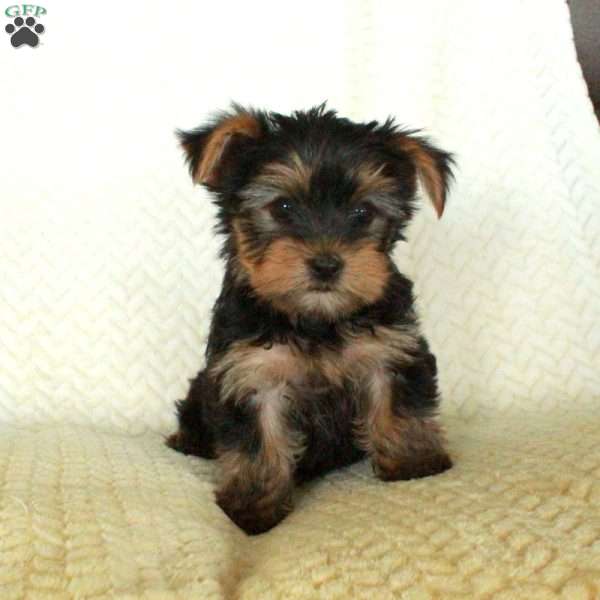 Rocco, Yorkie Puppy