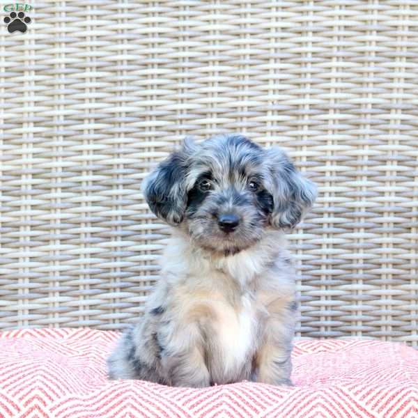 Rocco, Mini Aussiedoodle Puppy