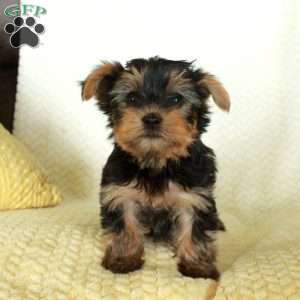 Rocco, Yorkie Puppy