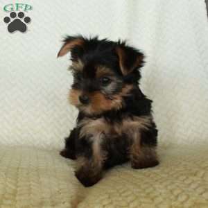 Rocco, Yorkie Puppy