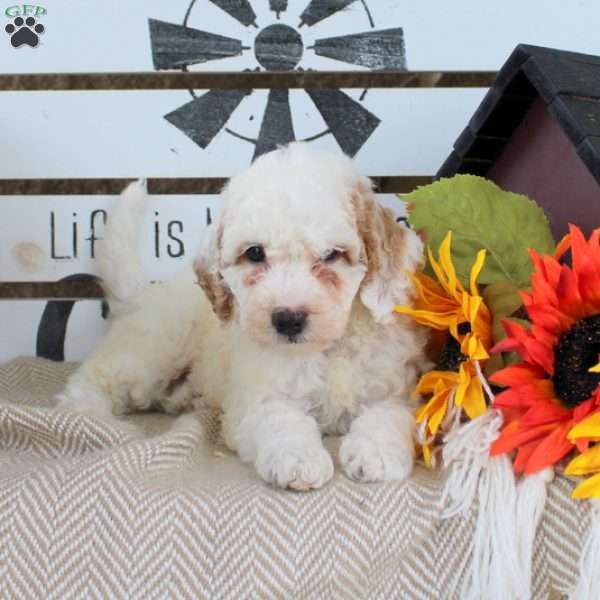 Rocket, Mini Goldendoodle Puppy