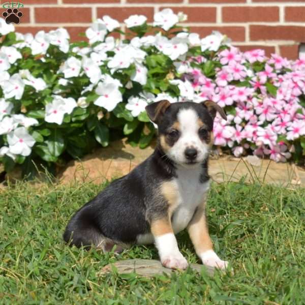 Rocket, Toy Fox Terrier Puppy