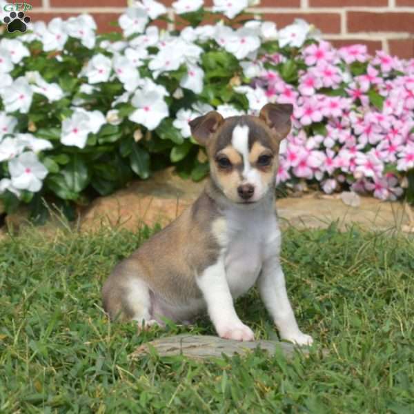 Rocky, Toy Fox Terrier Puppy