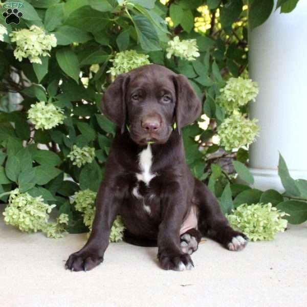 Rocky, German Shorthaired Pointer Mix Puppy