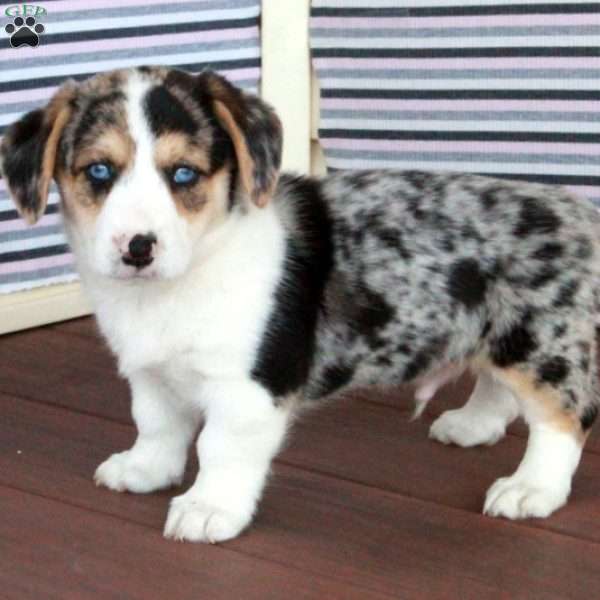 Rocky, Welsh Corgi Mix Puppy