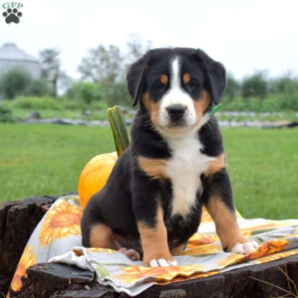 Rocky, Greater Swiss Mountain Dog Puppy