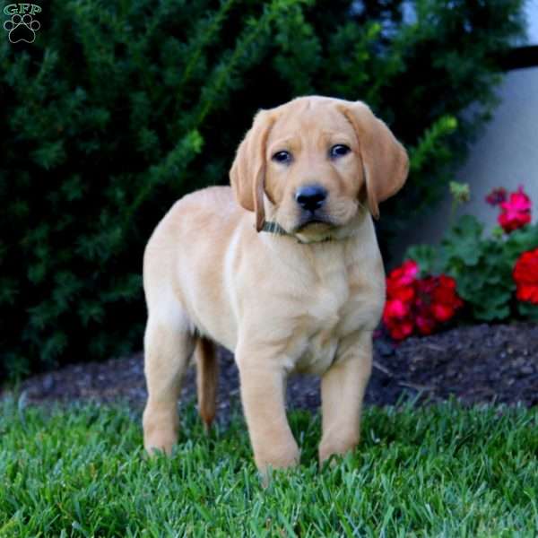 Rocky, Fox Red Labrador Retriever Puppy