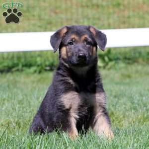 German Shepherd Puppies For Sale - Greenfield Puppies