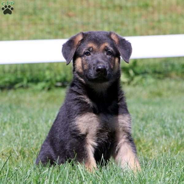 Rocky, German Shepherd Puppy