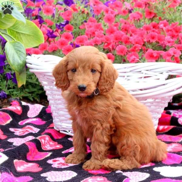 Rodger, Mini Goldendoodle Puppy