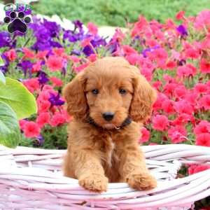 Rodger, Mini Goldendoodle Puppy