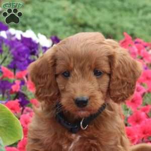 Rodger, Mini Goldendoodle Puppy