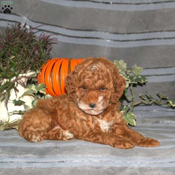 Rodney, Miniature Poodle Puppy