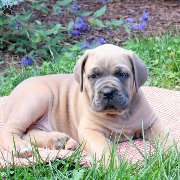 Roman, Cane Corso Puppy