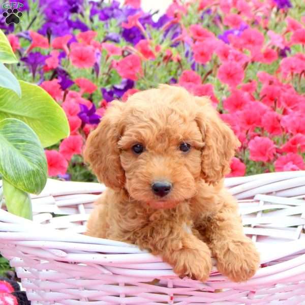 Roman, Mini Goldendoodle Puppy