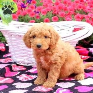 Roman, Mini Goldendoodle Puppy