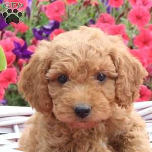 Roman, Mini Goldendoodle Puppy