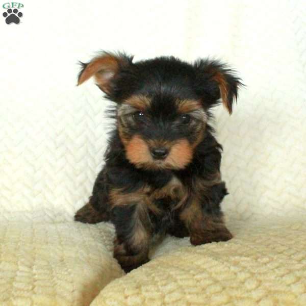 Romeo, Yorkie Puppy