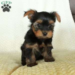 Romeo, Yorkie Puppy