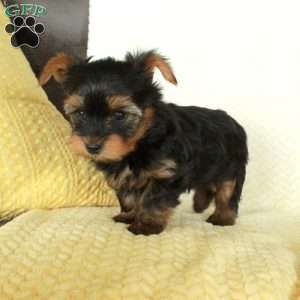 Romeo, Yorkie Puppy