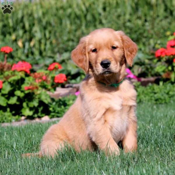 Rookie, Golden Retriever Puppy