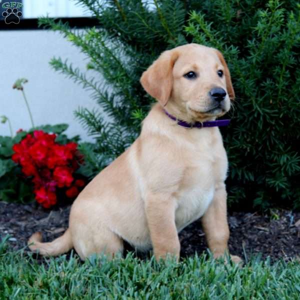 Rookie, Fox Red Labrador Retriever Puppy