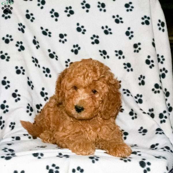 Rory, Mini Labradoodle Puppy