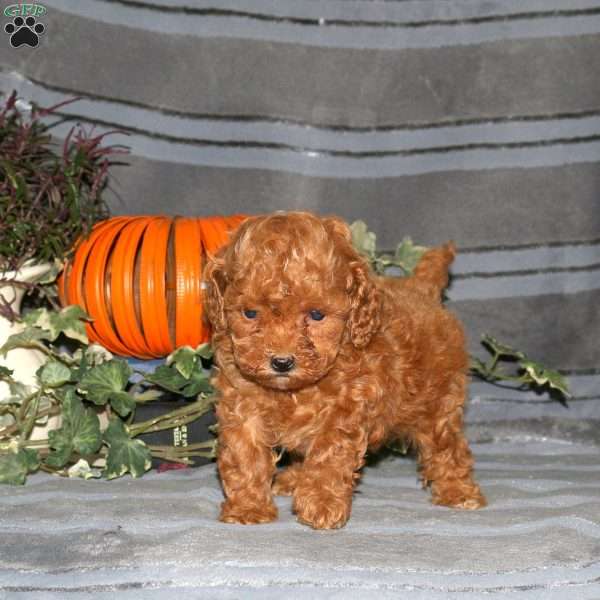 Rory, Miniature Poodle Puppy