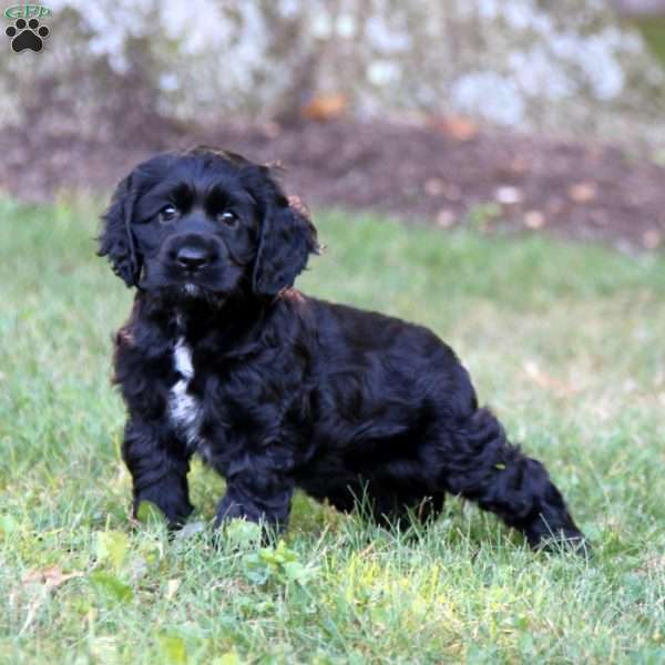 Rosa, Cocker Spaniel Puppy