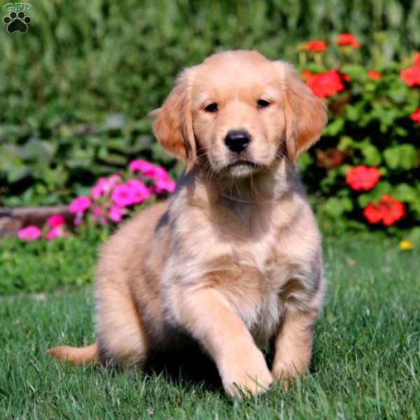 Rosa, Golden Retriever Puppy