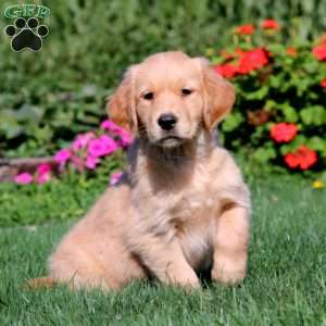 Rosa, Golden Retriever Puppy