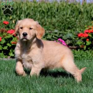 Rosa, Golden Retriever Puppy