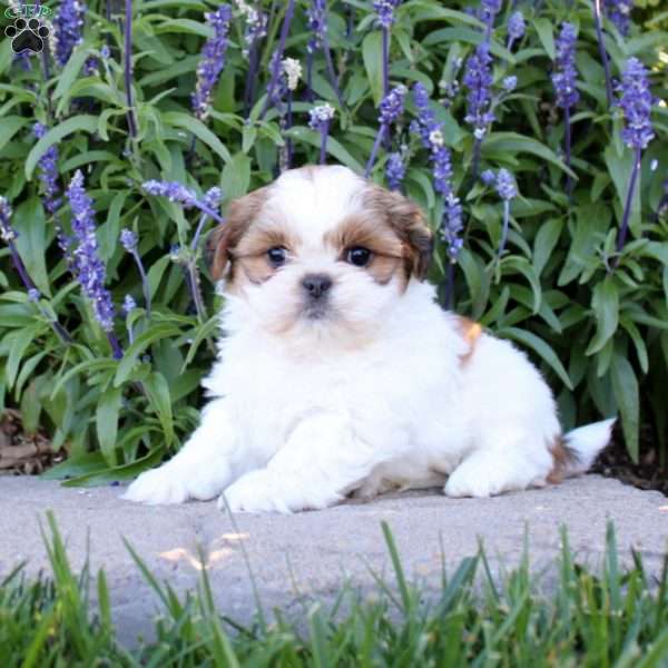 Rosco, Shih Tzu Puppy