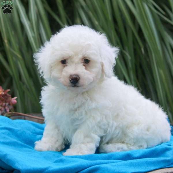 Roscoe, Bichon Frise Puppy