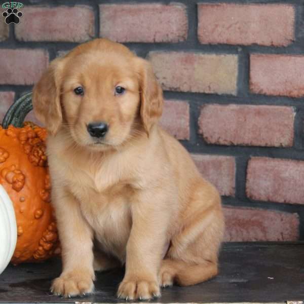 Rose, Golden Retriever Puppy