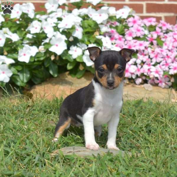 Rosie, Toy Fox Terrier Puppy