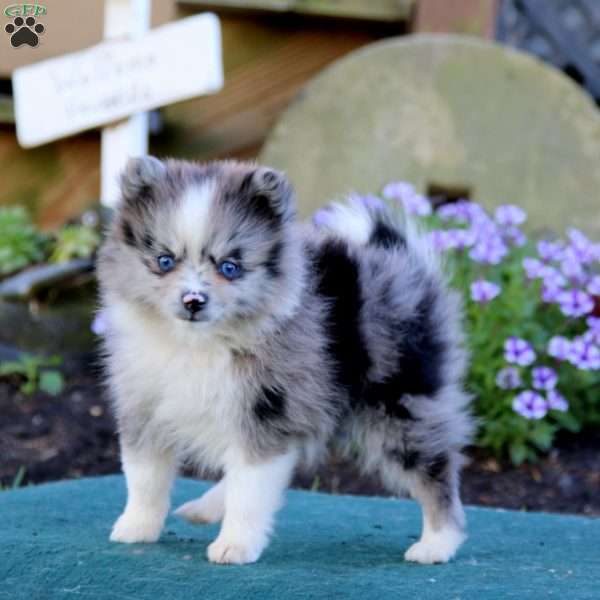 Rosie, Pomeranian Puppy