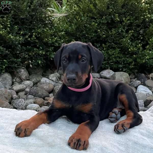 Rosie, Doberman Pinscher Puppy