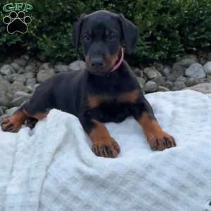 Rosie, Doberman Pinscher Puppy