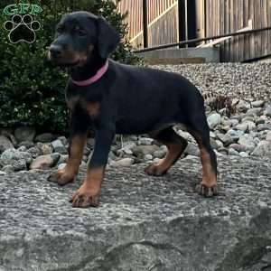 Rosie, Doberman Pinscher Puppy