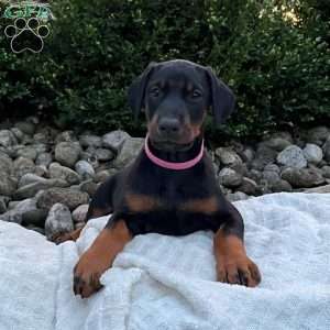 Rosie, Doberman Pinscher Puppy